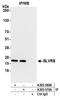 Biliverdin Reductase B antibody, A305-570A, Bethyl Labs, Immunoprecipitation image 