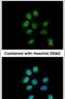 Zinc finger protein 143 antibody, PA5-21448, Invitrogen Antibodies, Immunofluorescence image 
