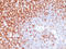 CD45 antibody, AM50158PU-T, Origene, Immunohistochemistry frozen image 