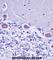 ER lumen protein retaining receptor 2 antibody, abx028251, Abbexa, Western Blot image 