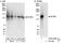 Splicing Factor 3b Subunit 3 antibody, A302-508A, Bethyl Labs, Immunoprecipitation image 