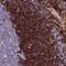 Placenta Associated 8 antibody, HPA040465, Atlas Antibodies, Immunohistochemistry frozen image 
