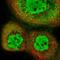 Integrator Complex Subunit 12 antibody, NBP2-58977, Novus Biologicals, Immunofluorescence image 