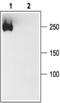 Sodium Channel-pan antibody, PA5-77723, Invitrogen Antibodies, Western Blot image 