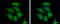 FAST Kinase Domains 1 antibody, GTX107835, GeneTex, Immunocytochemistry image 