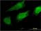 Fas apoptotic inhibitory molecule 2 antibody, MA5-21391, Invitrogen Antibodies, Immunofluorescence image 