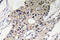 Alpha-defensin 1 antibody, LS-C199825, Lifespan Biosciences, Immunohistochemistry paraffin image 