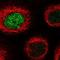 Obscurin Like 1 antibody, NBP1-93625, Novus Biologicals, Immunocytochemistry image 