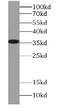 Lactate Dehydrogenase A antibody, abx234735, Abbexa, Western Blot image 