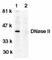 Deoxyribonuclease 2 Beta antibody, AHP1592, Bio-Rad (formerly AbD Serotec) , Western Blot image 