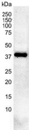 Casein Kinase 2 Alpha 1 antibody, HCA064, Bio-Rad (formerly AbD Serotec) , Enzyme Linked Immunosorbent Assay image 