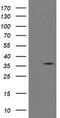 Replication Factor C Subunit 2 antibody, TA800274AM, Origene, Western Blot image 