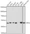 Ribosomal Protein L4 antibody, 19-920, ProSci, Western Blot image 