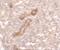 Caveolae Associated Protein 3 antibody, NBP2-81847, Novus Biologicals, Immunohistochemistry frozen image 