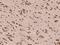 Cell Cycle Associated Protein 1 antibody, 204396-T10, Sino Biological, Immunohistochemistry frozen image 
