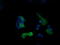 Phosphoinositide-3-Kinase Regulatory Subunit 5 antibody, LS-C174562, Lifespan Biosciences, Immunofluorescence image 