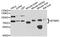 Myotubularin-related protein 2 antibody, PA5-76429, Invitrogen Antibodies, Western Blot image 