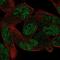 Zinc Finger Protein 850 antibody, NBP2-34185, Novus Biologicals, Immunocytochemistry image 