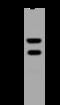 Aminoadipate-Semialdehyde Dehydrogenase-Phosphopantetheinyl Transferase antibody, 200395-T36, Sino Biological, Western Blot image 
