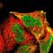 Aurora A antibody, NBP1-90103, Novus Biologicals, Immunofluorescence image 