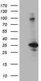 Cyclin-dependent kinase 2-interacting protein antibody, TA812290, Origene, Western Blot image 