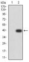 SMAD Family Member 1 antibody, NBP2-61878, Novus Biologicals, Western Blot image 