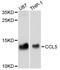 C-C Motif Chemokine Ligand 5 antibody, STJ27597, St John