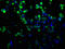 c-Myc antibody, CSB-MA000041M0m, Cusabio, Immunofluorescence image 
