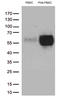 Programmed Cell Death 1 antibody, TA806807S, Origene, Western Blot image 