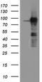 ATR Interacting Protein antibody, LS-C337713, Lifespan Biosciences, Western Blot image 