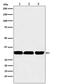 Tumor Protein P53 Inducible Nuclear Protein 1 antibody, M04229-1, Boster Biological Technology, Western Blot image 