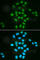BMI1 Proto-Oncogene, Polycomb Ring Finger antibody, A0211, ABclonal Technology, Immunofluorescence image 
