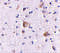 Regulating Synaptic Membrane Exocytosis 2 antibody, 4609, ProSci, Immunohistochemistry frozen image 