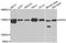 Exportin 5 antibody, LS-B14754, Lifespan Biosciences, Western Blot image 