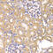 Leucine Aminopeptidase 3 antibody, 22-699, ProSci, Immunohistochemistry frozen image 