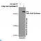 FAS antibody, LS-C812964, Lifespan Biosciences, Immunoprecipitation image 