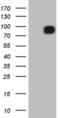 Fibrous Sheath Interacting Protein 1 antibody, MA5-26776, Invitrogen Antibodies, Western Blot image 