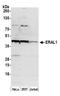 Era Like 12S Mitochondrial RRNA Chaperone 1 antibody, A305-092A, Bethyl Labs, Western Blot image 