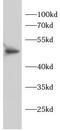 Nuclear Factor Kappa B Subunit 1 antibody, FNab10334, FineTest, Western Blot image 