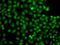 Proline-Serine-Threonine Phosphatase Interacting Protein 1 antibody, orb373746, Biorbyt, Immunocytochemistry image 