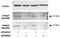 DNA Polymerase Delta Interacting Protein 2 antibody, EB10590, Everest Biotech, Western Blot image 