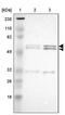 Retrotransposon Gag Like 5 antibody, PA5-51985, Invitrogen Antibodies, Western Blot image 