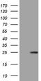 GM-CSF antibody, TA810792S, Origene, Western Blot image 