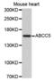 ATP Binding Cassette Subfamily C Member 5 antibody, PA5-76689, Invitrogen Antibodies, Western Blot image 