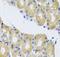 Cytoplasmic dynein 1 intermediate chain 1 antibody, FNab02583, FineTest, Immunohistochemistry frozen image 