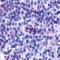 Psychosine receptor antibody, NLS1627, Novus Biologicals, Immunohistochemistry frozen image 