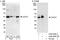 Hsp90 co-chaperone Cdc37 antibody, A302-489A, Bethyl Labs, Immunoprecipitation image 