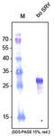Sex-determining region Y protein antibody, AP60006PU-L, Origene, Western Blot image 