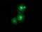 Protein ERGIC-53 antibody, TA502110, Origene, Immunofluorescence image 