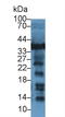 Lactate Dehydrogenase B antibody, LS-C295060, Lifespan Biosciences, Western Blot image 